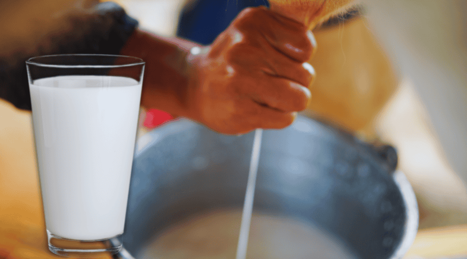 La leche “bronca” es toda aquella que no ha sido pasteurizada para matar las bacterias causantes de enfermedades, independientemente de dónde provenga: vaca, cabra, oveja... ESPECIAL / CANVA