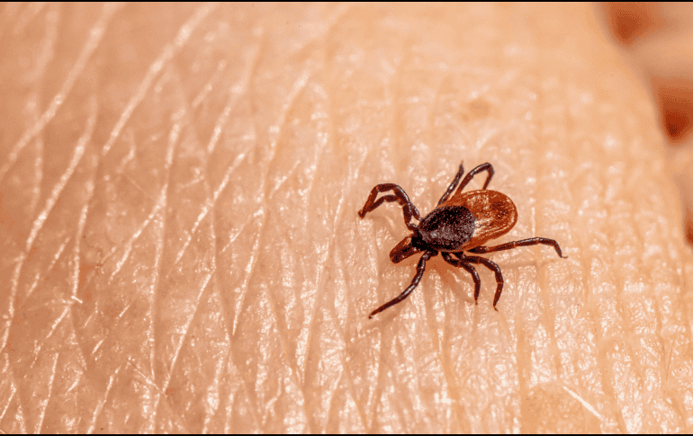 Algunas garrapatas pueden transmitir infecciones como la enfermedad de Lyme o la fiebre manchada.  CANVA