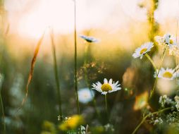 Durante este fenómeno, el Sol pasa directamente sobre el ecuador, lo que provoca que en casi todo el planeta se registren aproximadamente 12 horas de luz y 12 horas de oscuridad. Unsplash