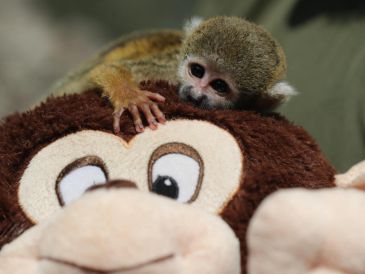 El pequeño mono fraile no se separa de su peluche, también en forma de primate. EFE/ Paolo Aguilar