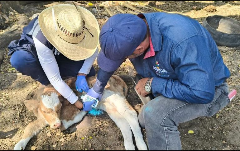 Personal veterinario revisa unidades pecuarias para detectar y tratar animales afectados. ESPECIAL