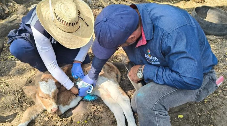 Personal veterinario revisa unidades pecuarias para detectar y tratar animales afectados. ESPECIAL