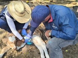 Personal veterinario revisa unidades pecuarias para detectar y tratar animales afectados. ESPECIAL