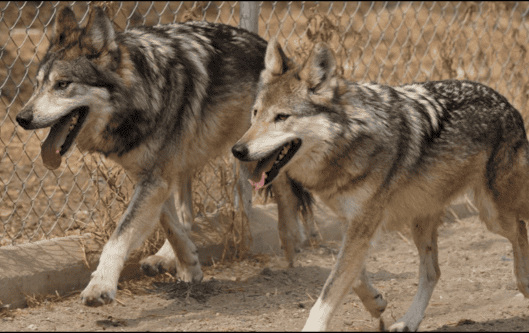 En 2019 el lobo mexicano fue reclasificado al pasar de la categoría de 