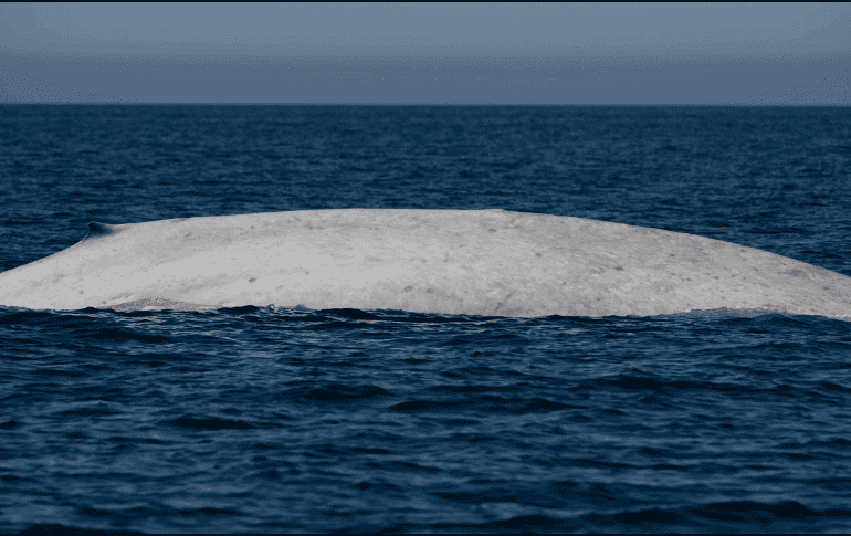 Los registros más famosos de ballenas blancas se limitaban a otras especies, como la icónica ballena jorobada o la ballena gris. X / @CONANP_mx