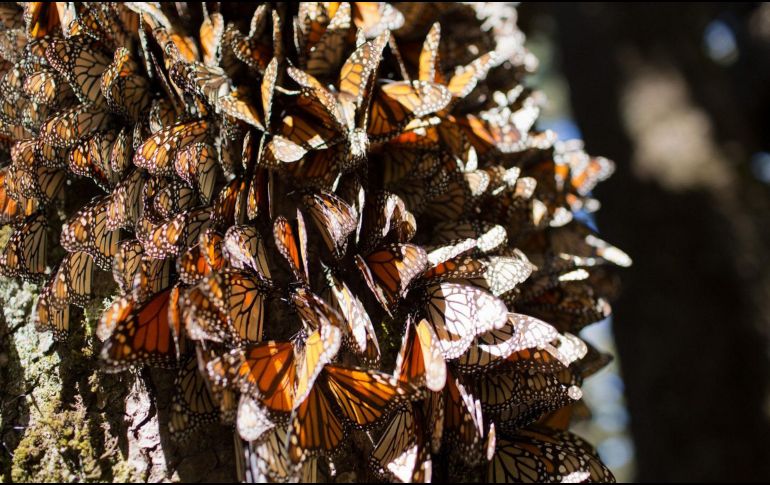 Las mariposas monarca dependen de las plantas de algodoncillo del género Asclepias. EFE/ARCHIVO