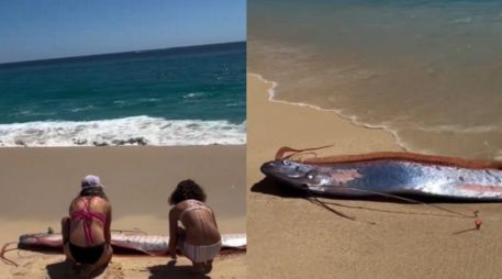 La presencia de peces remo cerca de la costa suele generar curiosidad entre la población debido a las creencias que existen alrededor de esta especie. CAPTURA DE PANTALLA/X/@sebastia_me