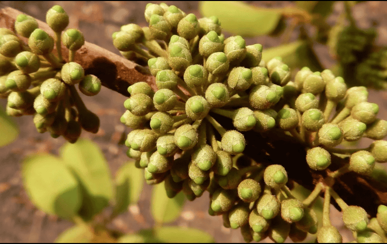 Muchas organizaciones tratan de preservar esta especie. ESPECIAL