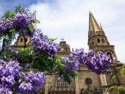 Cuenta la historia que el árbol fue traído a México por un hombre de origen japonés desde Brasil, y que durante el mandato del presidente Álvaro Obregón se ordenó sembrar estas plantas en las principales calles de México. ESPECIAL / EL INFORMADOR y CANVA