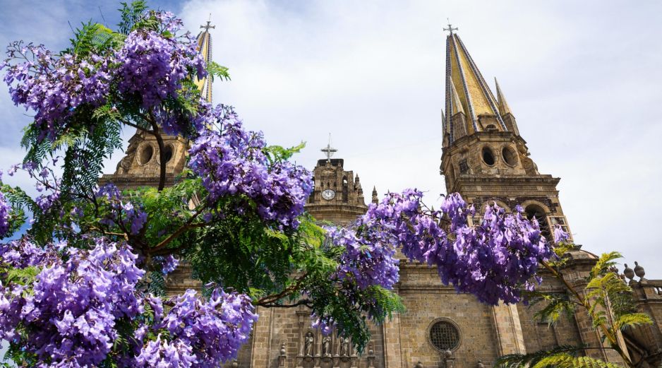 Cuenta la historia que el árbol fue traído a México por un hombre de origen japonés desde Brasil, y que durante el mandato del presidente Álvaro Obregón se ordenó sembrar estas plantas en las principales calles de México. ESPECIAL / EL INFORMADOR y CANVA