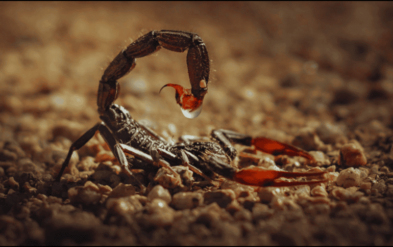 En México existen ocho especies de alacrán que son peligrosas y se localizan principalmente en la vertiente del Océano Pacífico. ESPECIAL / CANVA