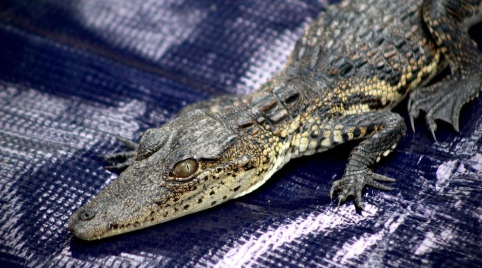 La cría mide aproximadamente 30 centímetros. CORTESÍA