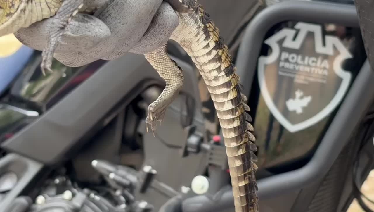 Localizan una cría de cocodrilo en GDL