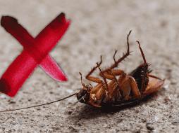 Este cítrico no solo es apreciado en la gastronomía por su versatilidad y sabor, sino que su aroma intenso y su contenido de ácido cítrico resultan desagradables para las cucarachas. ESPECIAL / CANVA