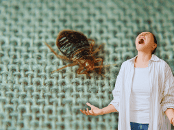 Las chinches de cama también pueden proliferar durante la temporada de calor, especialmente en ambientes con mucho movimiento de personas, como el transporte público, hoteles, cines, escuelas, etc. ESPECIAL / CANVA