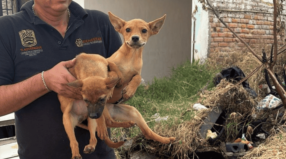 De acuerdo con la Fiscalía, se trata de 21 caninos de distintas características, entre ellos ocho ejemplares tipo french de talla mediana y 13 perros criollos de talla mediana y pequeña. CORTESÍA/ Fiscalía del Estado de Jalisco