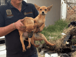 De acuerdo con la Fiscalía, se trata de 21 caninos de distintas características, entre ellos ocho ejemplares tipo french de talla mediana y 13 perros criollos de talla mediana y pequeña. CORTESÍA/ Fiscalía del Estado de Jalisco
