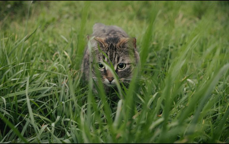 Los propietarios de estas mascotas pueden confirmar la poca veracidad de estos mitos. UNSPLASH / S. SAKASA