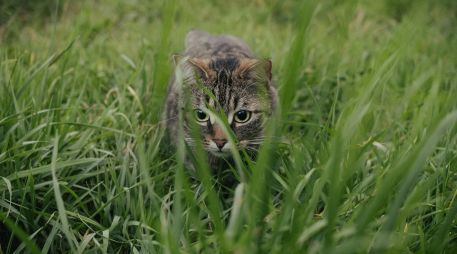 Los propietarios de estas mascotas pueden confirmar la poca veracidad de estos mitos. UNSPLASH / S. SAKASA