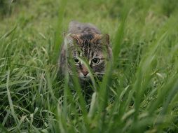 Los propietarios de estas mascotas pueden confirmar la poca veracidad de estos mitos. UNSPLASH / S. SAKASA