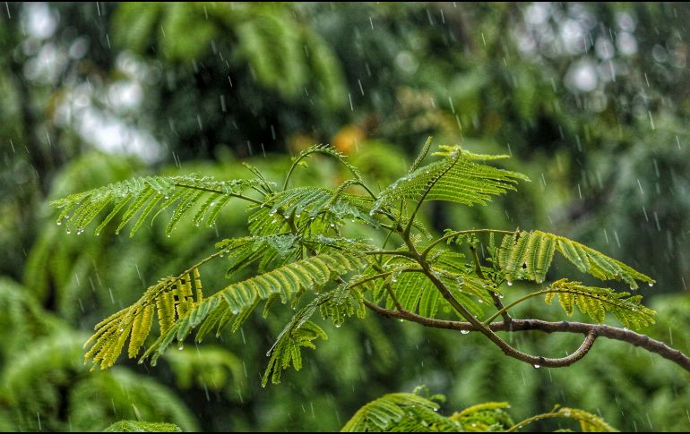el especial olor a tierra mojada, que nos trae un sentimiento de tranquilidad y satisfacción que permanece en nuestra memoria. UNSPLASH / J. SHAH