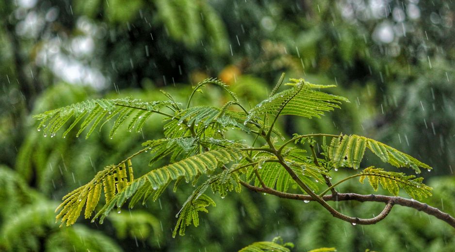 el especial olor a tierra mojada, que nos trae un sentimiento de tranquilidad y satisfacción que permanece en nuestra memoria. UNSPLASH / J. SHAH