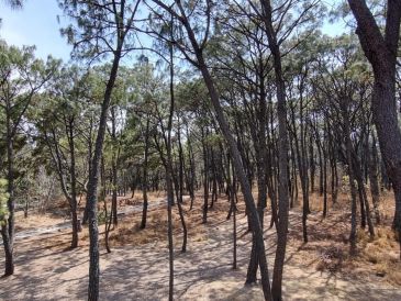 No pierdas la oportunidad de pasar un fin de semana o una tarde de picnic en uno de los hermosos parques que hay en Guadalajara. EL INFORMADOR / ARCHIVO