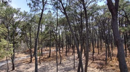 No pierdas la oportunidad de pasar un fin de semana o una tarde de picnic en uno de los hermosos parques que hay en Guadalajara. EL INFORMADOR / ARCHIVO