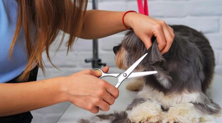 El pelaje de los perros funciona como un aislante natural que los protege del calor y de la radiación solar. ESPECIAL / CANVA