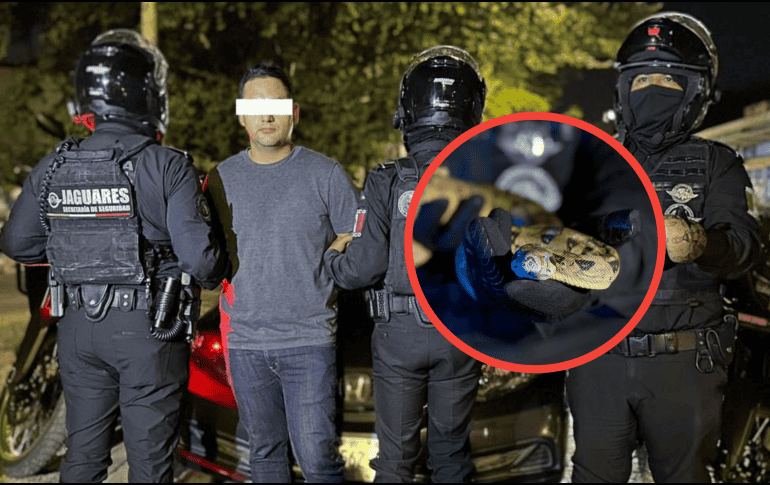 Fue mientras patrullaban cuando los uniformados estatales observaron en el tablero de un vehículo lo que aparentaba ser un reptilESPECIAL / SECRETARÍA DE SEGURIDAD