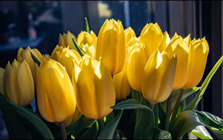 La costumbre surgió a partir de la canción Flores Amarillas, interpretada en la telenovela argentina “Floricienta”. Unsplash