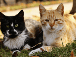 ¿Cómo es el hongo que gatos pueden transmitir a los humanos?