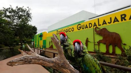 El Zoológico Guadalajara abrirá el lunes 16 de marzo con diferentes experiencias y recorridos para visitantes. ESPECIAL / EFE