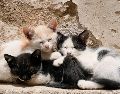 "Si bien los encuestados declararon que le dan más importancia a la personalidad que al color al seleccionar un gato de compañía, existe cierta evidencia de que creen que las dos cualidades están relacionadas", especifica Delgado. UNSPLASH