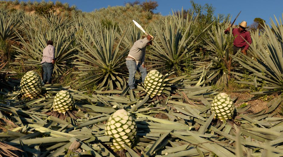 Trabajadores cortan piñas de agave utilizadas para producir mezcal en Nejapa de Madero, Oaxaca. AP/C. Rosel