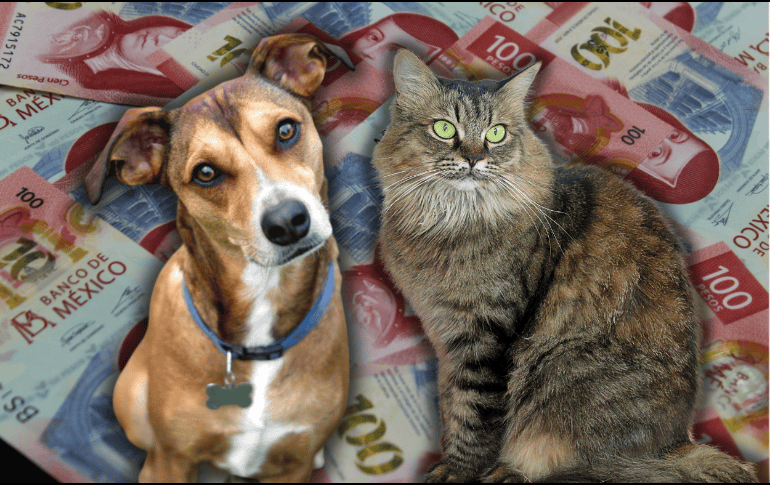 La esperanza de vida de las mascotas aumentó en los últimos años, así como hubo mejoras con la alimentación y nutrición de estas. ESPECIAL/Canva