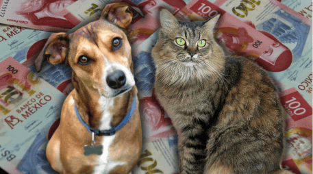 La esperanza de vida de las mascotas aumentó en los últimos años, así como hubo mejoras con la alimentación y nutrición de estas. ESPECIAL/Canva