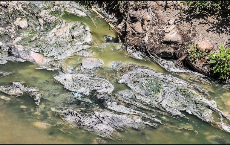 Así lucen cuatro puntos de descarga de aguas residuales documentados en los municipios de Tlajomulco de Zúñiga y Tlaquepaque. EL INFORMADOR / A. Navarro