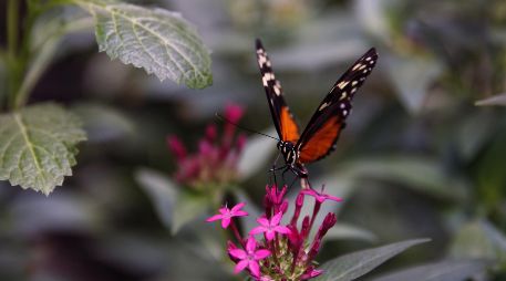 La mariposa monarca debería ser el símbolo de la relación entre México, Estados Unidos y Canadá: Semarnat. EFE/ARCHIVO