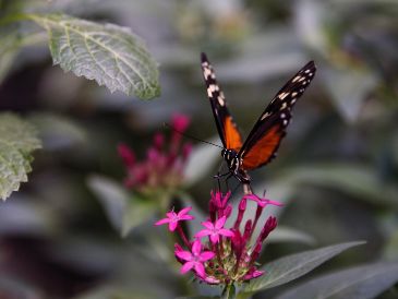 La mariposa monarca debería ser el símbolo de la relación entre México, Estados Unidos y Canadá: Semarnat. EFE/ARCHIVO