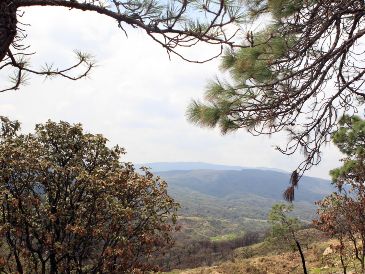Este espacio fue decretado como Área Natural Protegida de carácter federal el 6 de marzo de 1980. EL INFORMADOR / ARCHIVO