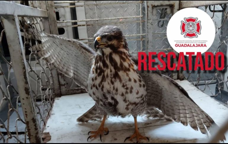 El ave será evaluada para su posterior reincorporación a un hábitat natural. ESPECIAL / FACEBOOK Protección Civil y Bomberos Zapopan
