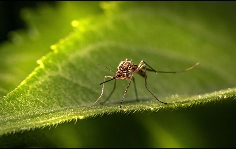 De las 3 mil 500 especies conocidas de mosquitos, alrededor de 100 han evolucionado para atacar específicamente a los humanos. Unsplash