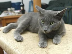 La creencia popular ha atribuido históricamente rasgos específicos a ciertos colores del pelaje de un gato. EL INFORMADOR/ARCHIVO