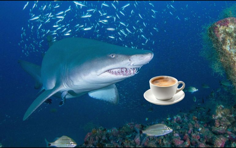 La contaminación humana ha llegado a aguas de Bahamas e ingresado en los organismos vivos. EFE / ARCHIVO