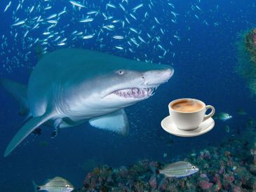 La contaminación humana ha llegado a aguas de Bahamas e ingresado en los organismos vivos. EFE / ARCHIVO