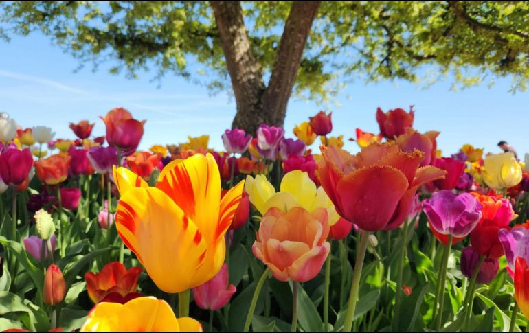 Ocurre dos veces al año: en marzo inicia primavera y en septiembre comienza el otoño. ESPECIAL