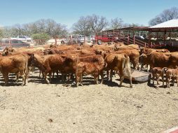 Jilotlán de los Dolores concentra la mayor carga de animales enfermos, con nueve casos activos y 11 acumulados. ESPECIAL