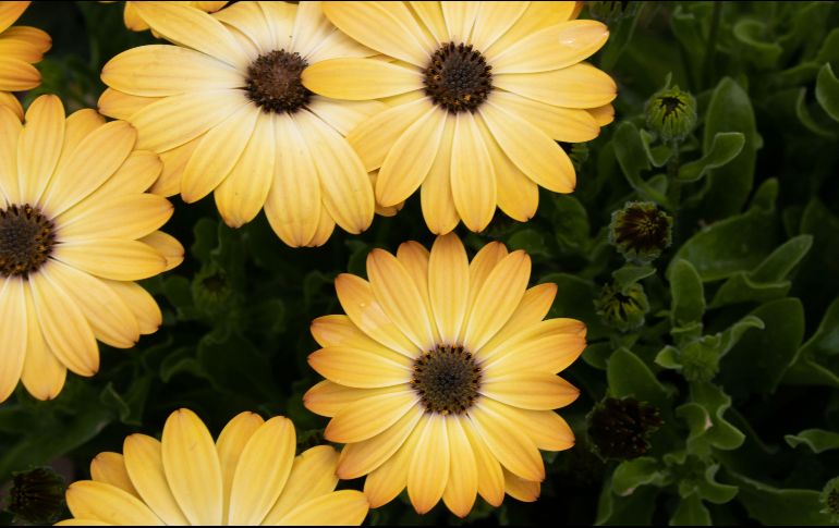 Esta costumbre es un fenómeno de la cultura pop derivado del éxito musical 