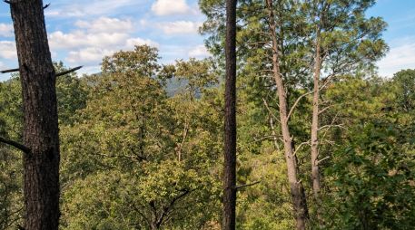 Jalisco es una opción completa para vacacionar: entre playas, la ciudad y los bosques, el Estado tiene alternativas tanto para el descanso como para la aventura. EL INFORMADOR / O. López